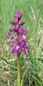 Picture of local flowers