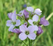 Picture of local flowers