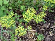 Picture of local flowers