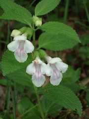 Picture of local flowers